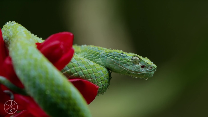 Snake In Nature Live Wallpaper