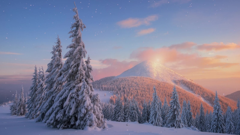 Snowy Trees Live Wallpaper