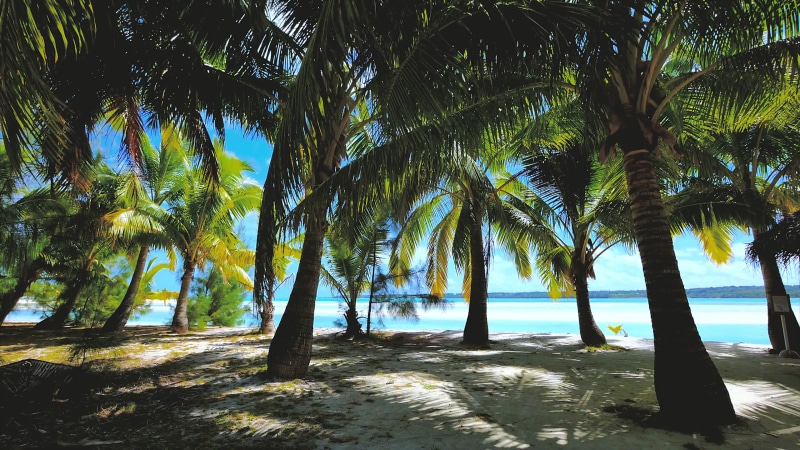 Palm Trees On Beach Live Wallpaper
