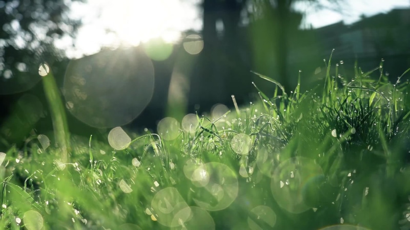 Natural Green Grass In The Morning Live Wallpaper