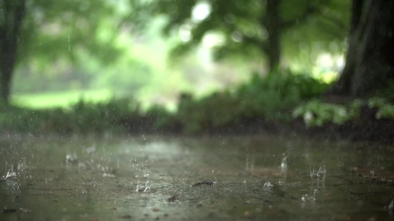Raindrops Rainy Day Live Wallpaper