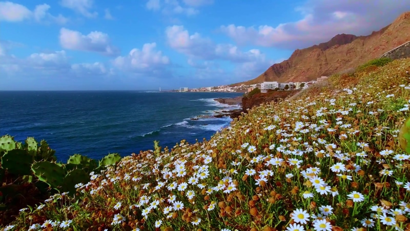 Flowers By Ocean Live Wallpaper