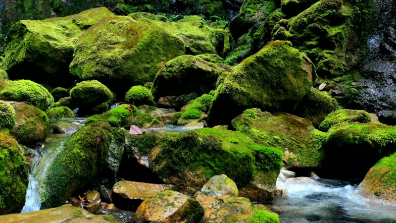 Nature Time Lapse Live Wallpaper