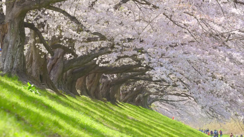 Japan Kyoto Cherry Blossom Live Wallpaper