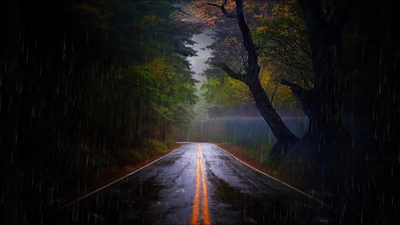 Autumn, Rainy Day, Road, Forest Live Wallpaper
