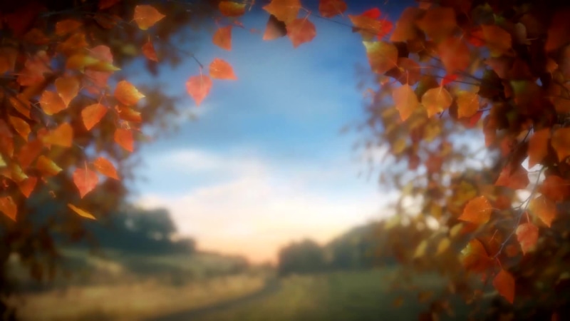 Autumn Leaf Fall Golden Nature Live Wallpaper