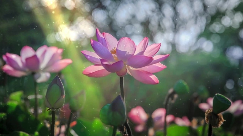 Lotus Flower Nature Desktop Background Live Wallpaper