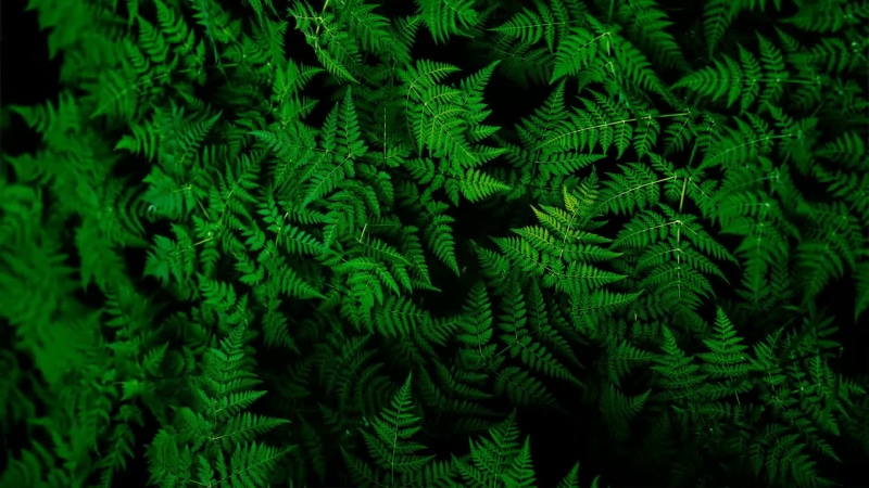 Green Fern Nature Live Wallpaper