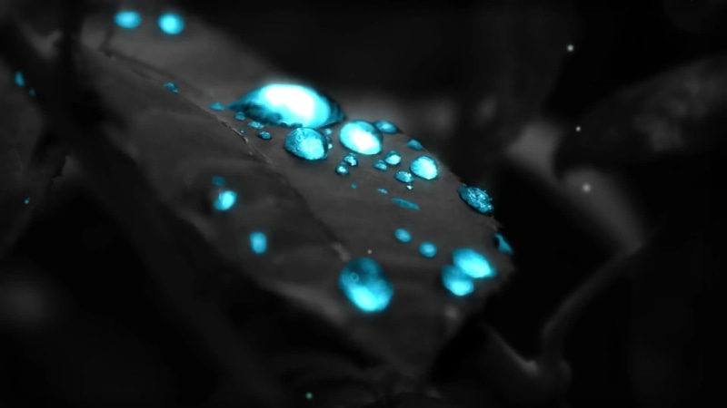 Shiny Dew Drops on The Leaves Live Wallpaper