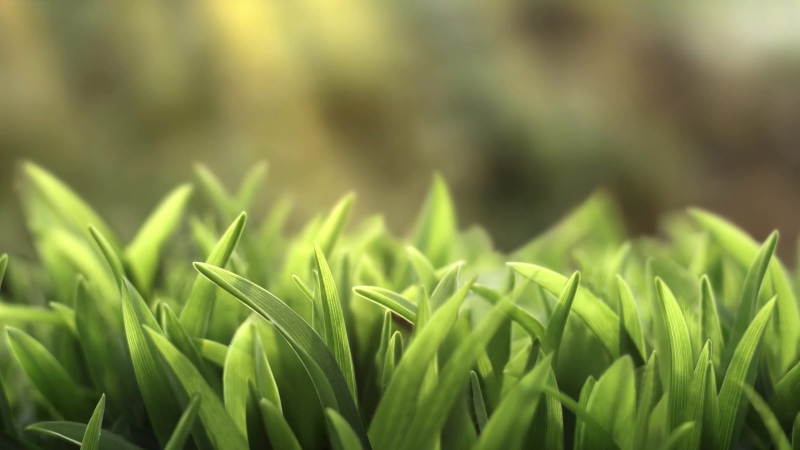 Meadow Green Grass Nature at 4K Live Wallpaper