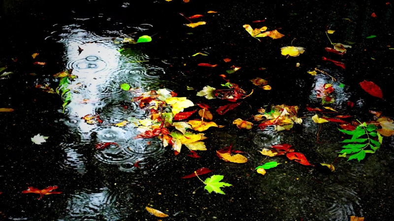 Autumn, Rain, Wet Leaves, Nature 4K Quality Live Wallpaper