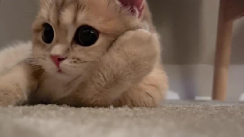 Desktop cat Live Wallpaper