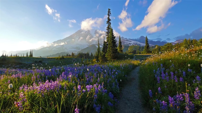 Jeremy Soul Far Horizons Sounds of nature Live Wallpaper