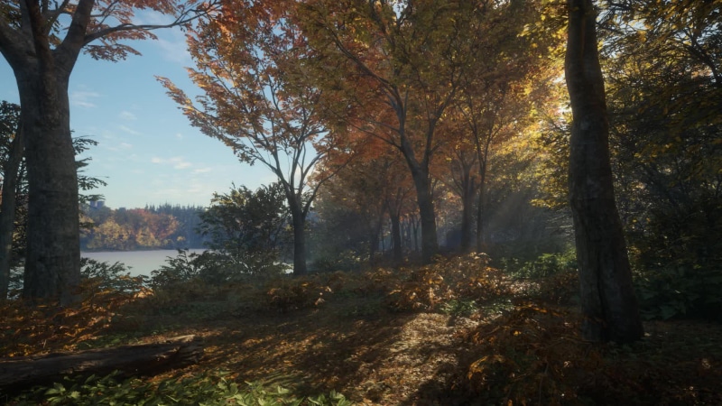 Early Morning Forest Live Wallpaper