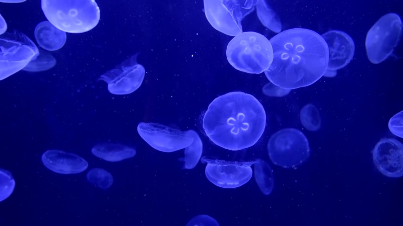 Jellyfish Aquarium Live Wallpaper