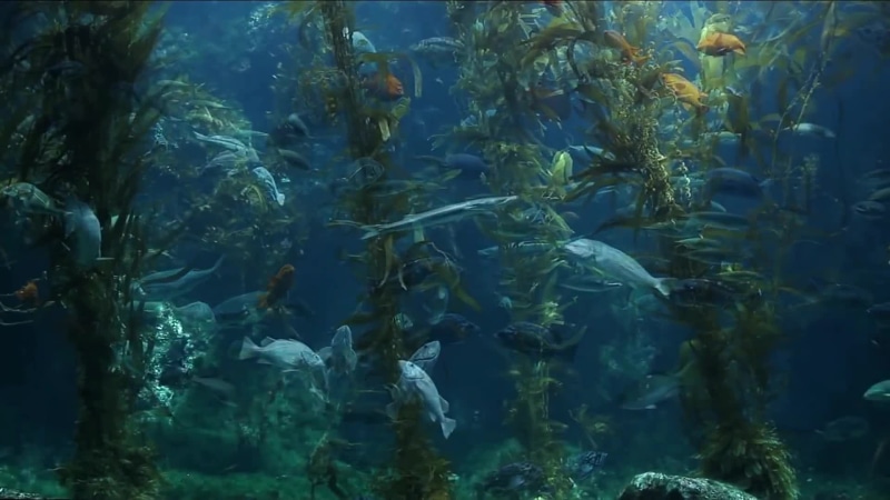 Underwater world Live Wallpaper