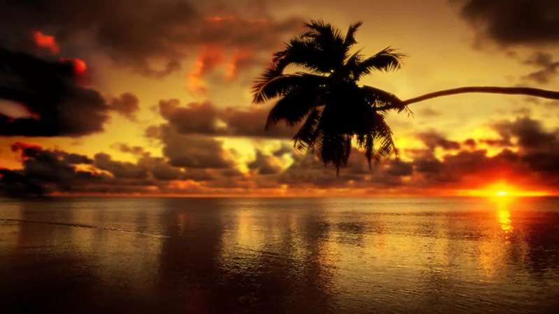 Palm tree and sunset sea Live Wallpaper