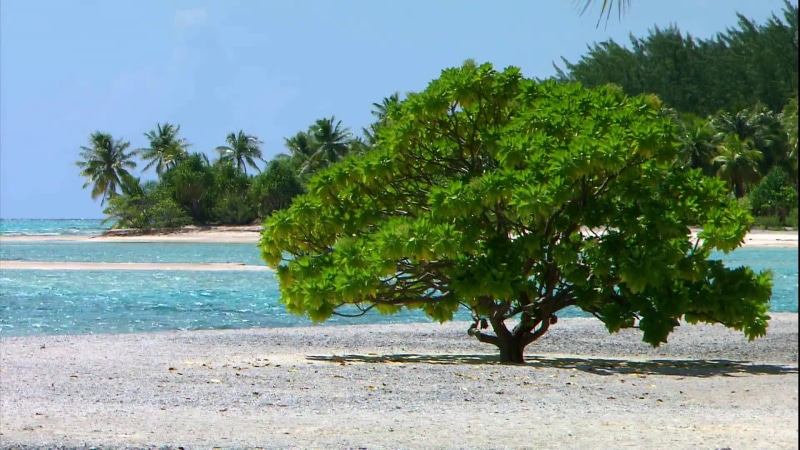 Sprawling tree on the beach Live Wallpaper