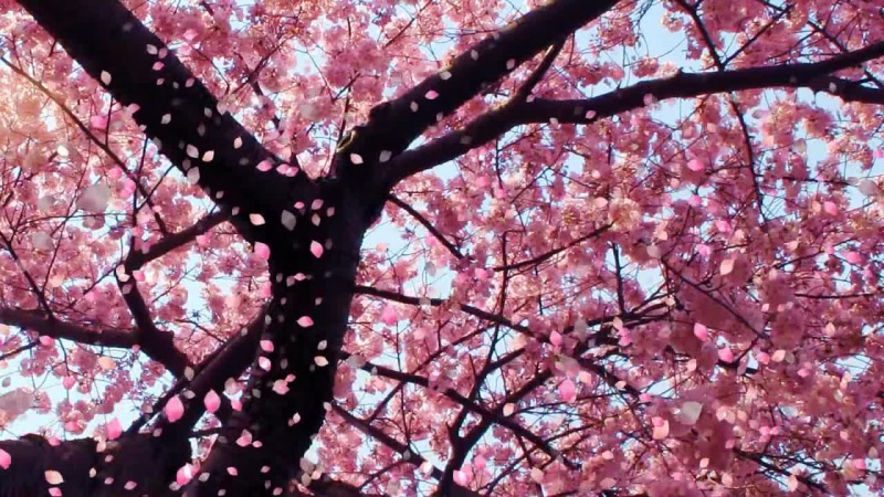 Falling Sakura leaves Live Wallpaper
