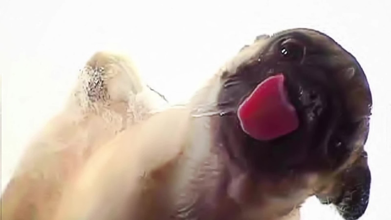 Dog licks the screen Live Wallpaper
