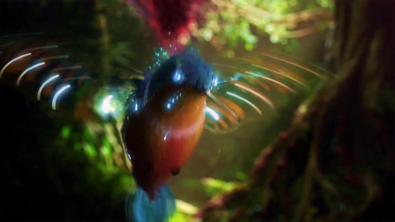 Hummingbird Live Wallpaper