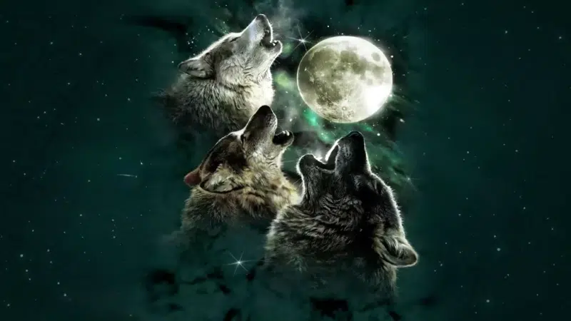 moon, lupus, stars, animals, a pack of wolves, full moon Live Wallpaper