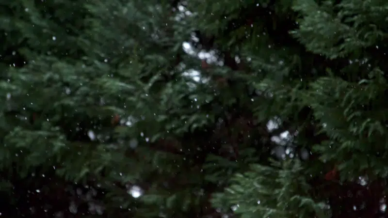 forest, winter, landscapes - nature, snow Live Wallpaper