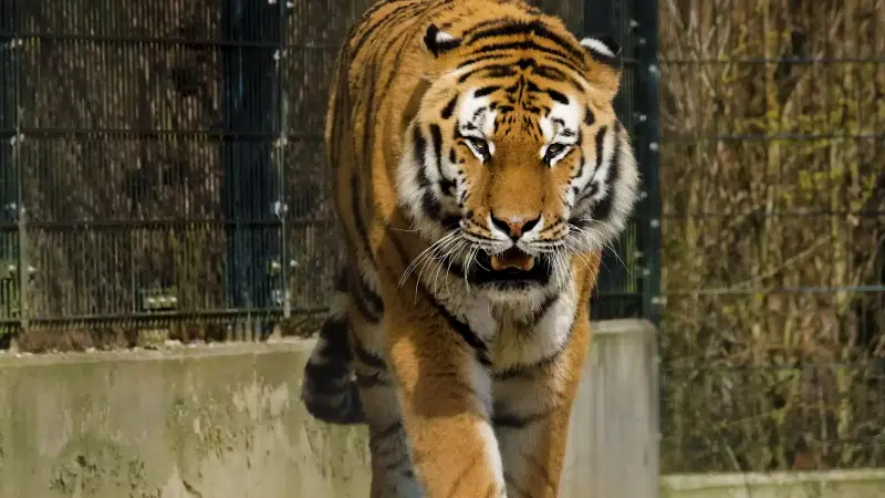 tiger, animals Live Wallpaper