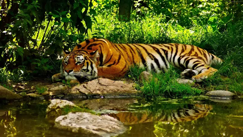 kitty chilit, tiger, striped, animals, river Live Wallpaper