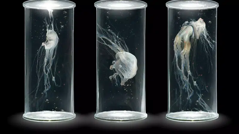 amnio tank, capsule, the girl in the capsule, the creation of man, arts, amniobacter, growing the body Live Wallpaper