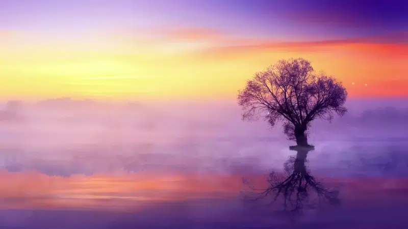 a tree at sunset, tree, water, sunset and tree, sunset, landscapes - nature, a tree in the water Live Wallpaper