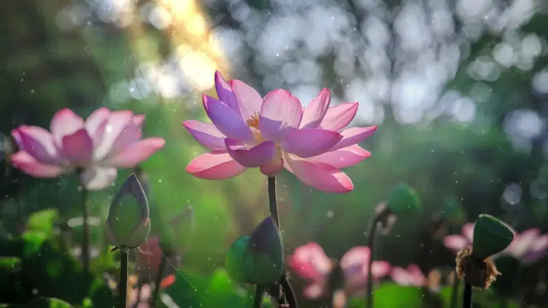 lotos, landscapes - nature, flower, flowers Live Wallpaper