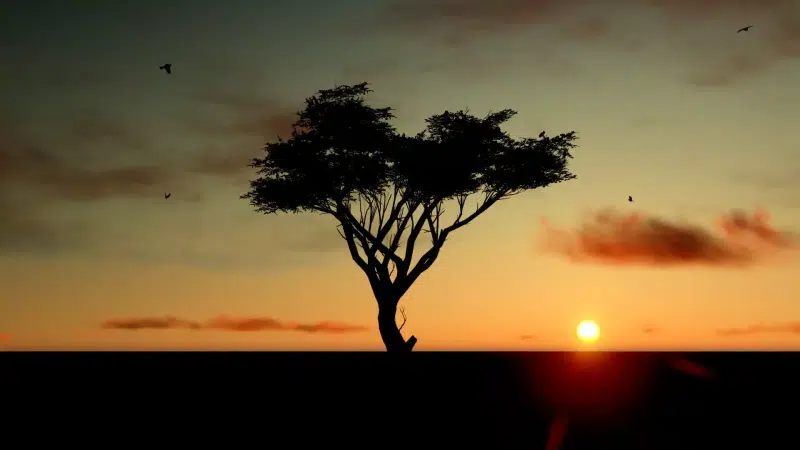sunset, a tree at sunset, tree at sunset, tree, landscapes - nature Live Wallpaper