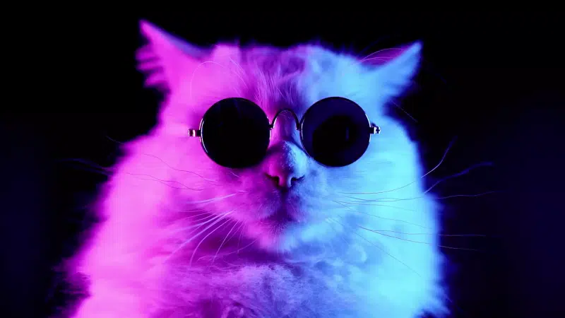 the cat with glasses, cat, glasses, animals Live Wallpaper