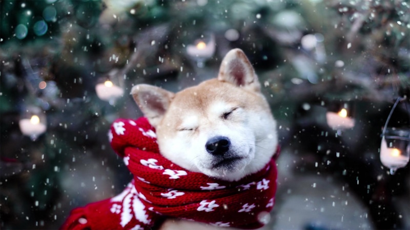 Shiba Inu Snow Live Wallpaper