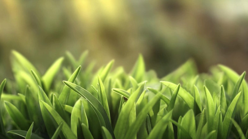 Grass 4K Live Wallpaper