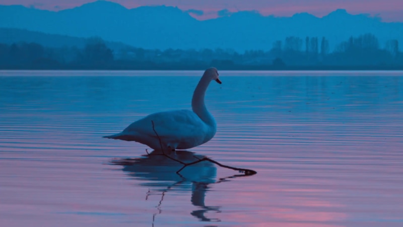 One Swan Live Wallpaper