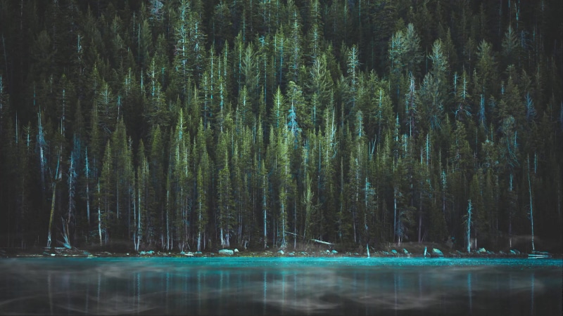 In To The Woods, coniferous forest Live Wallpaper