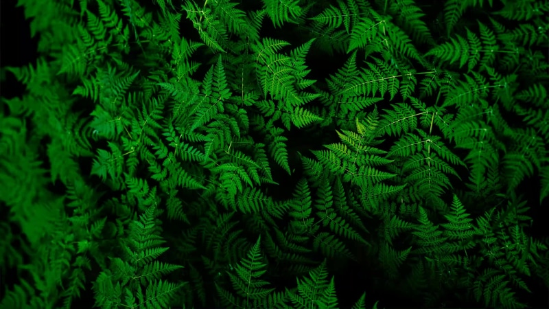 Green Fern Live Wallpaper