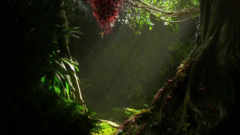 Hummingbird Live Wallpaper