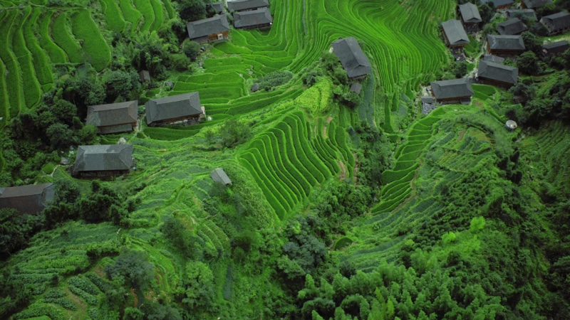 China Tea Fields Live Wallpaper