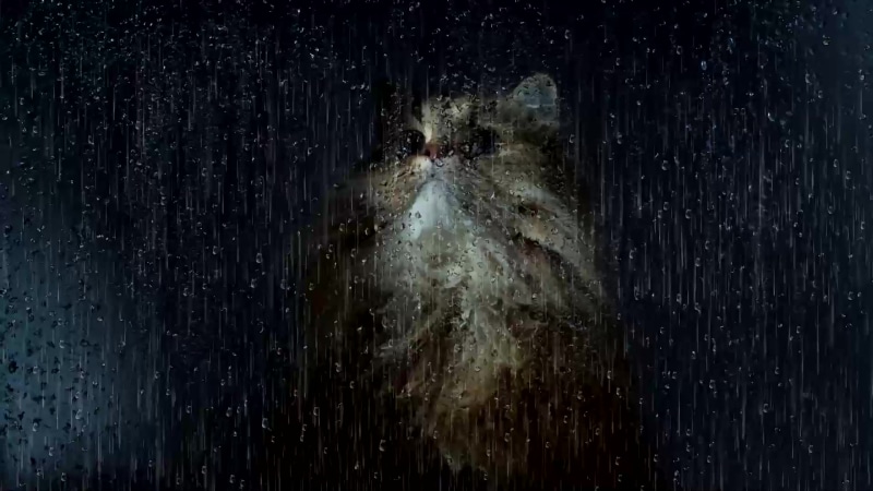 Rainy Window Cat Live Wallpaper