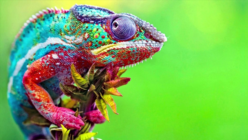 Chameleon Live Wallpaper