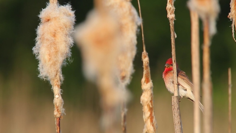 Cute Lil Bird Live Wallpaper