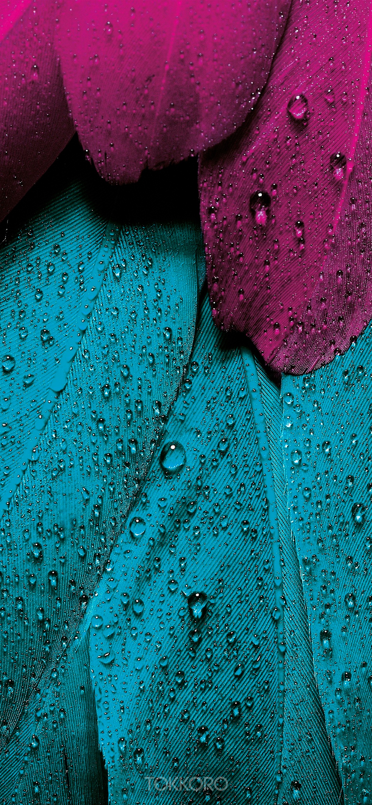 Close-up of wet pink and teal feathers HD Phone Wallpaper
