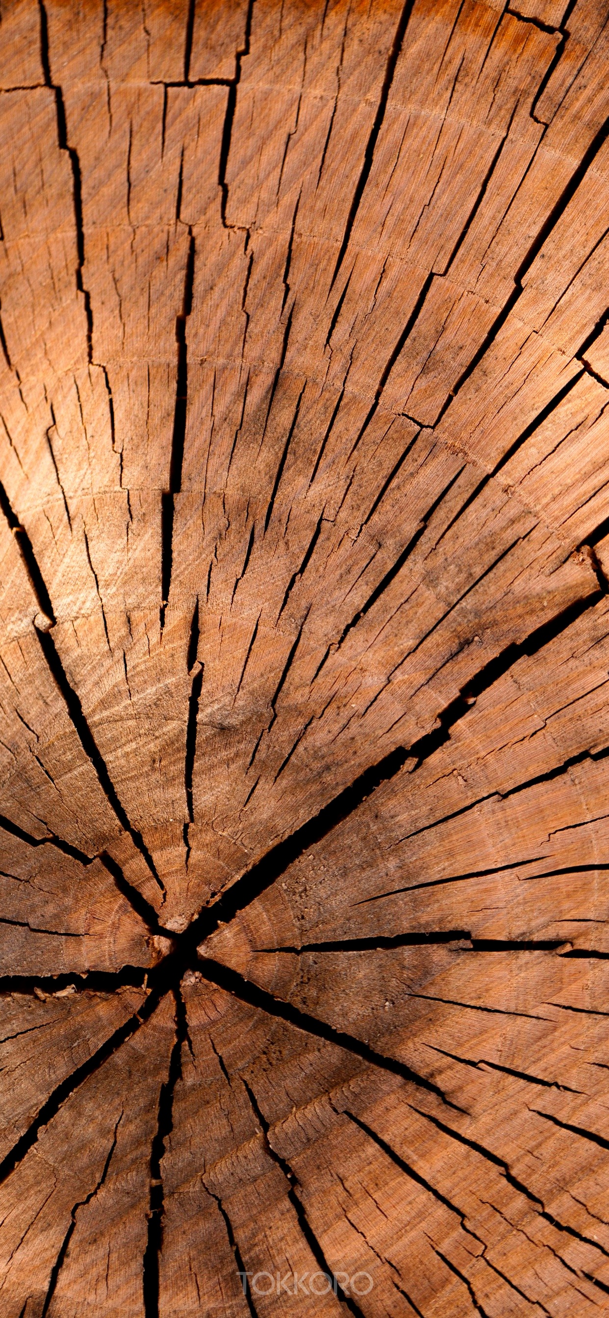 Close-up of a cracked wood log cross-section HD Phone Wallpaper