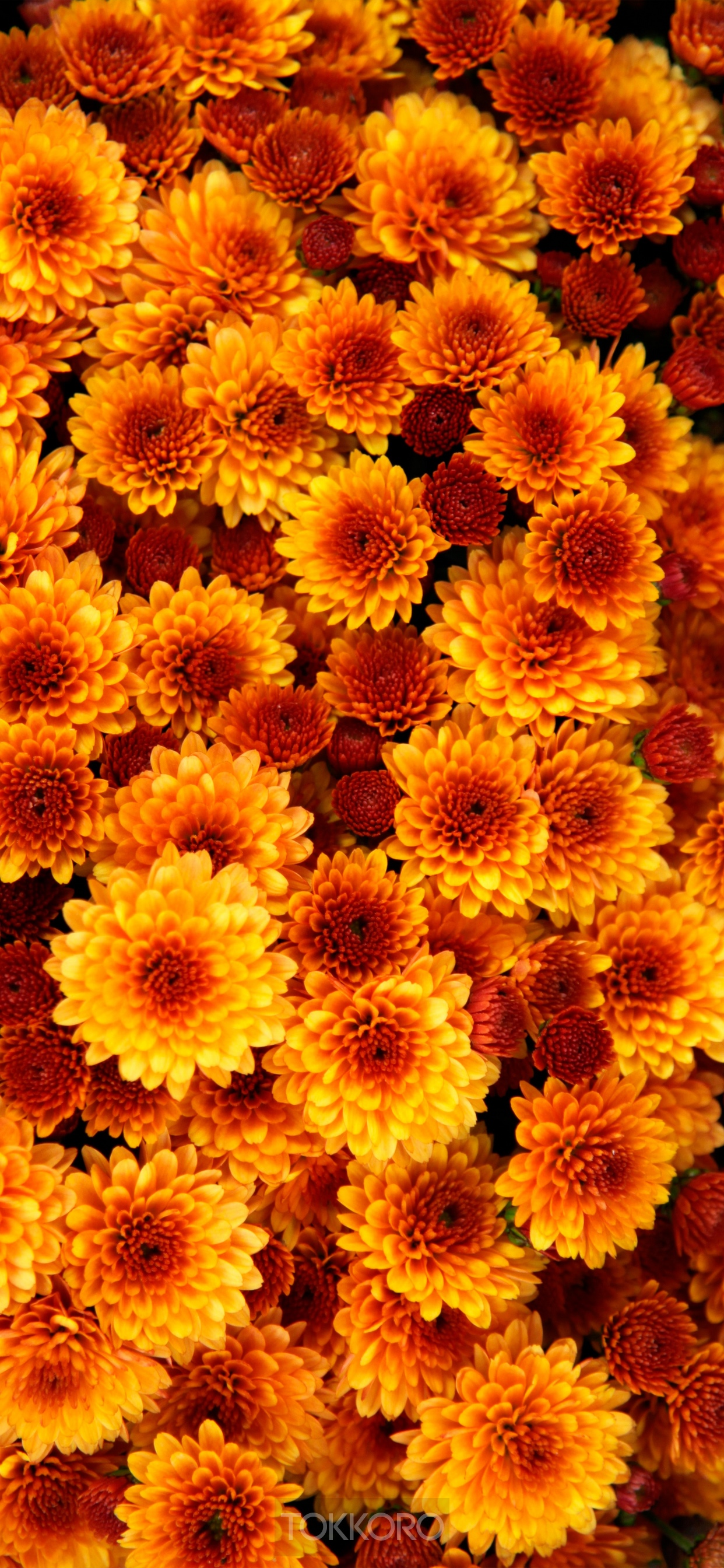 Close-up of orange and red chrysanthemums HD Phone Wallpaper