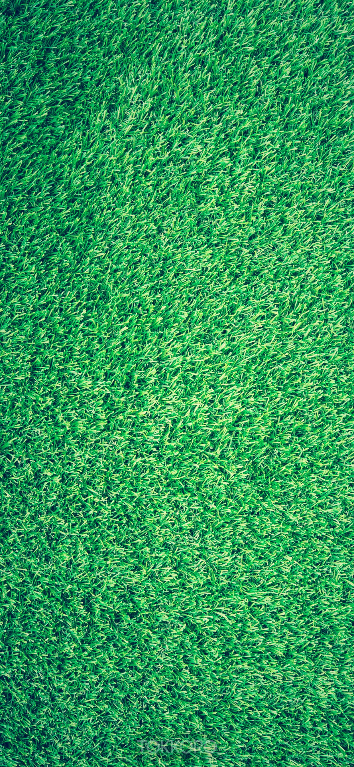 Green grass texture HD Phone Wallpaper