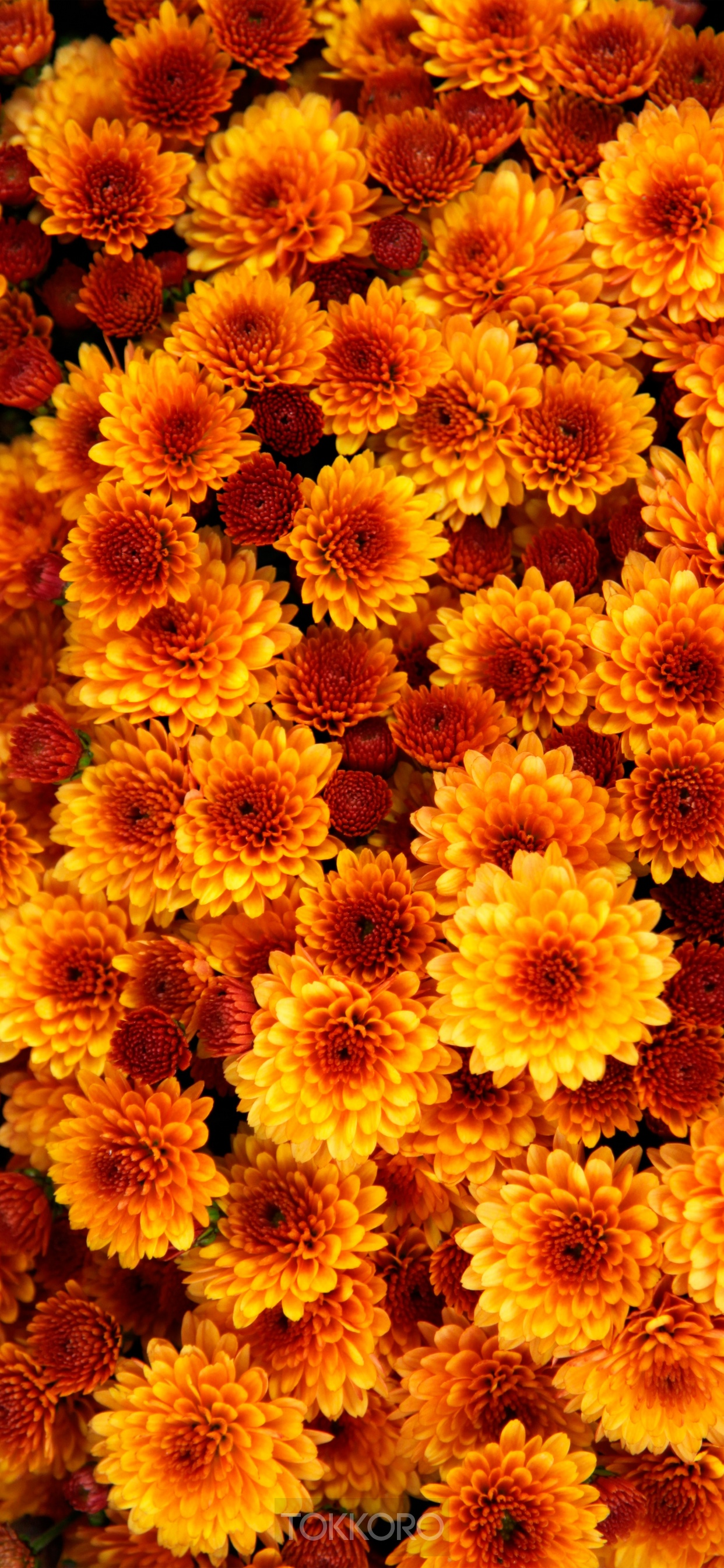 Close-up of orange and red chrysanthemums HD Phone Wallpaper