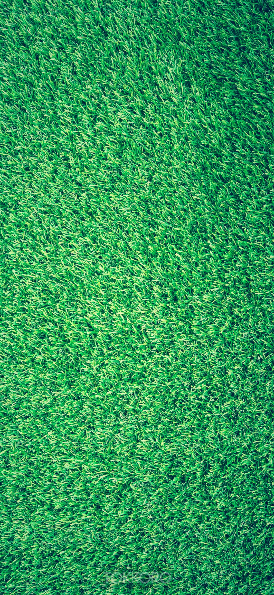 Green grass texture HD Phone Wallpaper